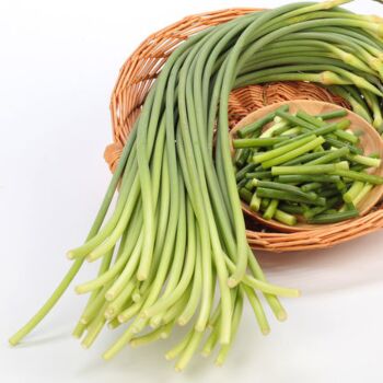 Garlic Root/Garlic Shoot